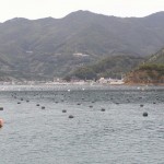 核入れと養生を終えた貝は、外海の活力のあるフロートイカダに吊り下げます。