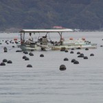 沖合いのフロート筏ではウォッシャ-船による貝掃除をします。