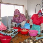 水温が充分下がり真珠層のキメが細かくなり照りも出てくるのを確認して浜揚げです